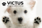 victus-psic