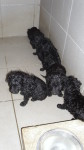 as eko pasi i mace s veterinarske0711 111