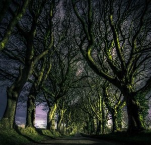 the-dark-hedges