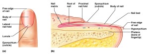 Nail_Structure_Labeled