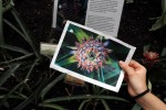 Botanicki vrt  (5)