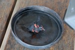 Laris survival school (13)