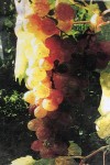 Vinarija Sever- povijest Sokola  (3)