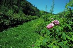 Die Amtmann in Gamlitz – Naturgarten (5)