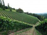 Weingut Adam-Lieleg (10)