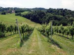 Weingut Kogl (4)