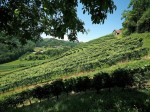 Weingut Schneeberger (1)
