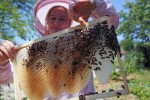 pcelarstvo Cebela Krajina (26)