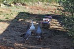 Olivaro farm, foto Nikola Zoko (6)