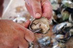 Ston, oyster farm Gusta Me, foto Nikola Zoko (13)