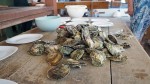 Ston, oyster farm Gusta Me, foto Nikola Zoko (6)