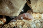 13 Baby dragons from Postojna Cave in Slovenia can live up to 100 years. Photo Nik Jarh