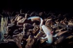 14 For the first time in history, Proteus anguinus laid its eggs and developed in front of the public at Postojnska Jama in Slovenia.