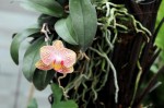 Ocean Orchids, foto Nikola Zoko (1)