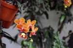 Ocean Orchids, foto Nikola Zoko (18)