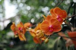 Ocean Orchids, foto Nikola Zoko (19)