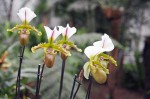 Ocean Orchids, foto Nikola Zoko (2)