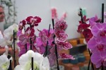 Ocean Orchids, foto Nikola Zoko (4)