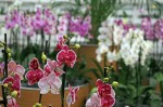 Ocean Orchids, foto Nikola Zoko (6)