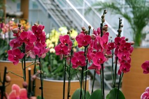 Ocean Orchids, foto Nikola Zoko (7)