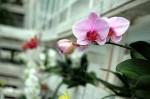 Ocean Orchids, foto Nikola Zoko (8)
